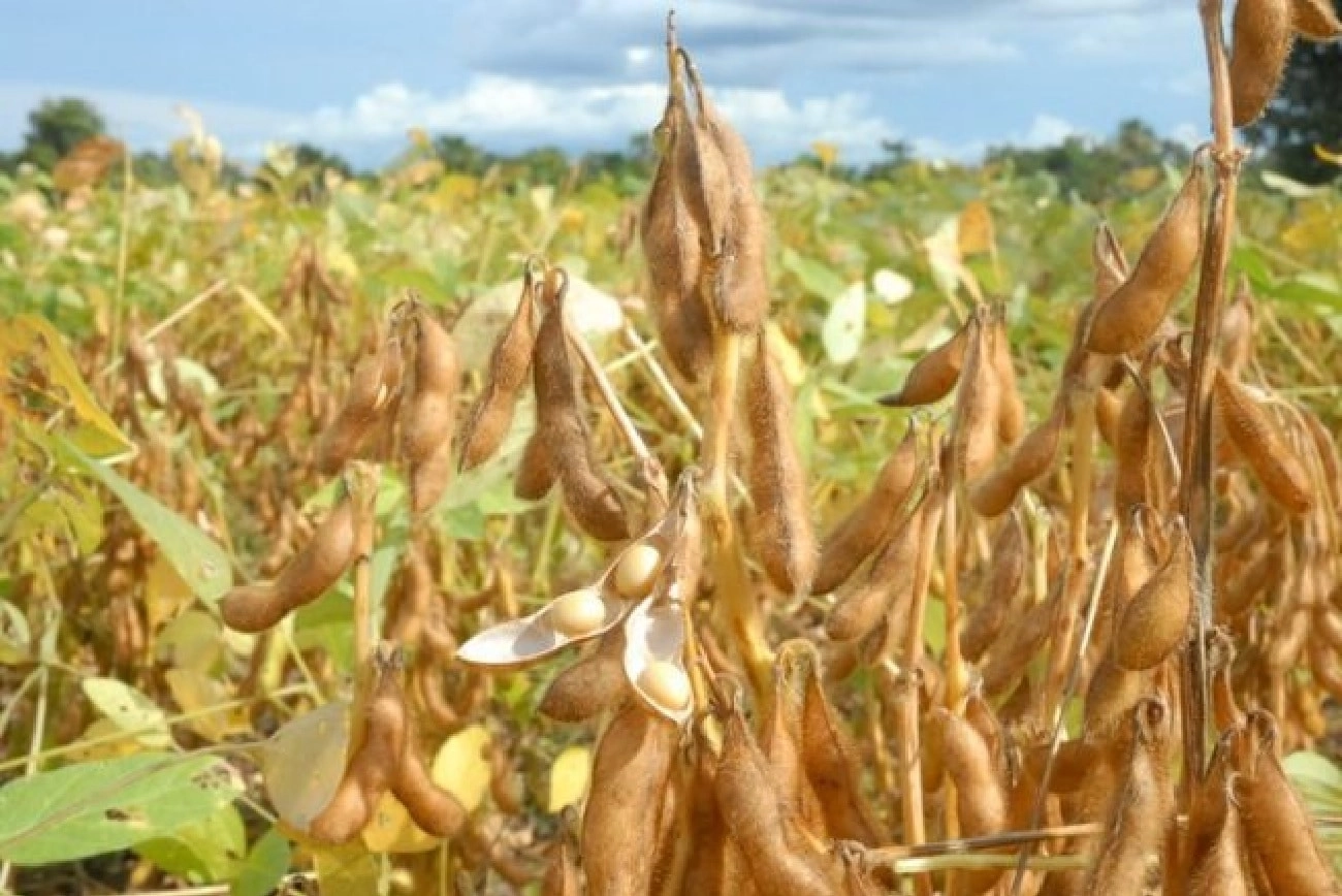 soja mato grosso