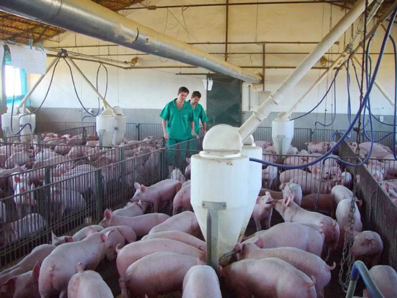 suinocultura mato grosso